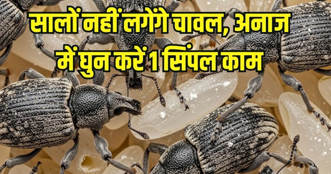 1 Simple trick to remove Ghun kide in Rice: बार-बार सुंडी, घुन से भर जाता है चावल का डिब्बा, इस 1 ट्रिक से होगा काम तमाम