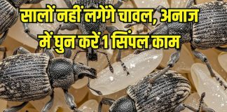 1 Simple trick to remove Ghun kide in Rice: बार-बार सुंडी, घुन से भर जाता है चावल का डिब्बा, इस 1 ट्रिक से होगा काम तमाम