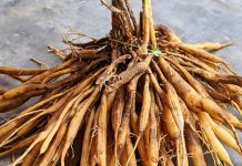 Shatavari Health benefits for Men: पुरुषों की खोई ताकत लौटाए, सेहत के लिए वरदान