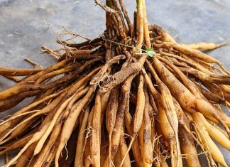 Shatavari Health benefits for Men: पुरुषों की खोई ताकत लौटाए, सेहत के लिए वरदान