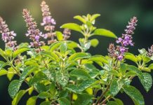 Tulsi root remedies for Money। घर में पैसा क्यों नहीं टिकता