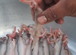 ये है दुनिया की सबसे अनोखी मछली, दिल से जुड़ी इन बीमारियों में है कारगर!