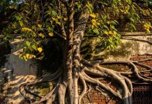 Vastu Tips : घर की दीवार पर उग गया है पीपल का पेड़? हो जाएं सावधान…! ये उपाय दूर करेंगे अशुभ संकेत!