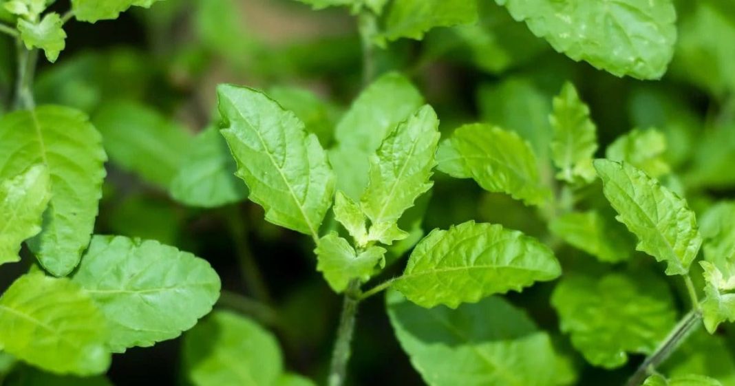 तुलसी के पत्ते खाने के फायदे वैज्ञानिक और धार्मिक कारण जानें.