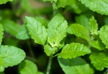 तुलसी के पत्ते खाने के फायदे वैज्ञानिक और धार्मिक कारण जानें.