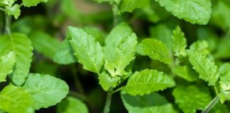 तुलसी के पत्ते खाने के फायदे वैज्ञानिक और धार्मिक कारण जानें.