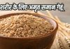 Gehu ke fayde: सेहत के लिए गेहूं के फायदे, जानते हैं आप?