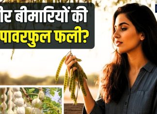 एक पावरफुल फली… जिसमें हड्डियों से लेकर पाचन तक का छिपा है इलाज, जानिए इस औषधि के चौंकाने वाले फायदे