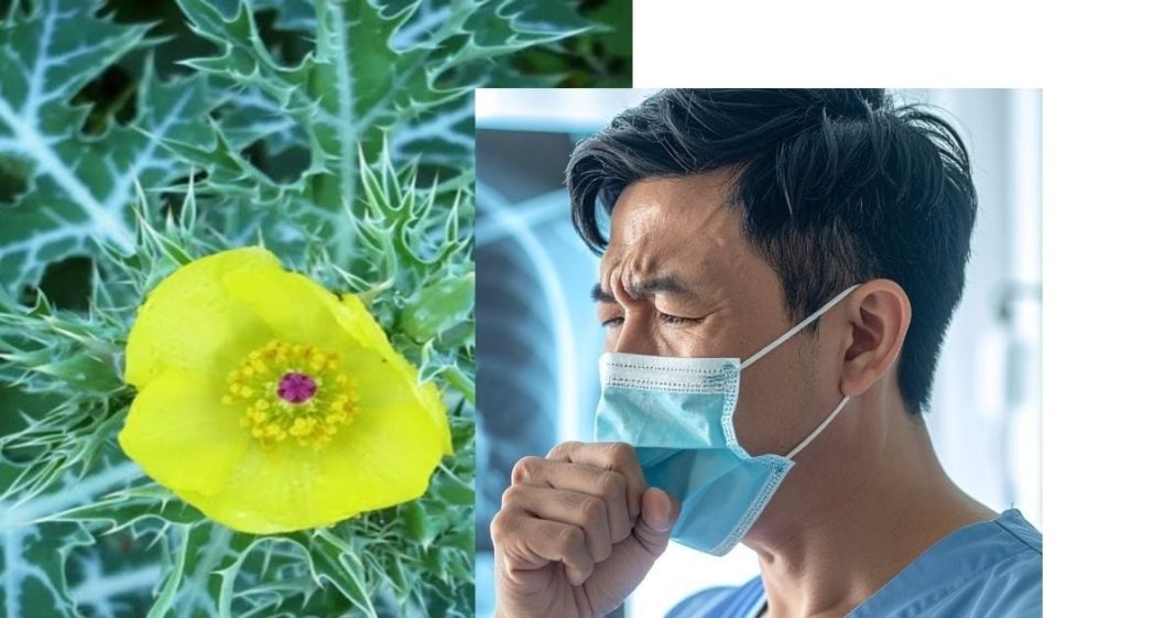 आयुर्वेदिक हर्ब भटकटैया के फायदे, जानें खांसी से लेकर दमा-पथरी में उपयोग का तरीका