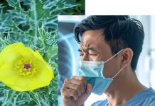 आयुर्वेदिक हर्ब भटकटैया के फायदे, जानें खांसी से लेकर दमा-पथरी में उपयोग का तरीका