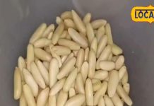 बेहद पॉवर फुल है यह चीज, काजू-बादाम भी इसके आगे फेल! शरीर में भर देता है ताकत, हड्डियों को बना देता है मजबूत – Uttar Pradesh News