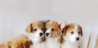 सावधान! कुत्तों में तेज़ी से फैल रहा यह खतरनाक वायरस, जानें लक्षण और बचाव के तरीके