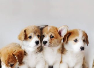 सावधान! कुत्तों में तेज़ी से फैल रहा यह खतरनाक वायरस, जानें लक्षण और बचाव के तरीके