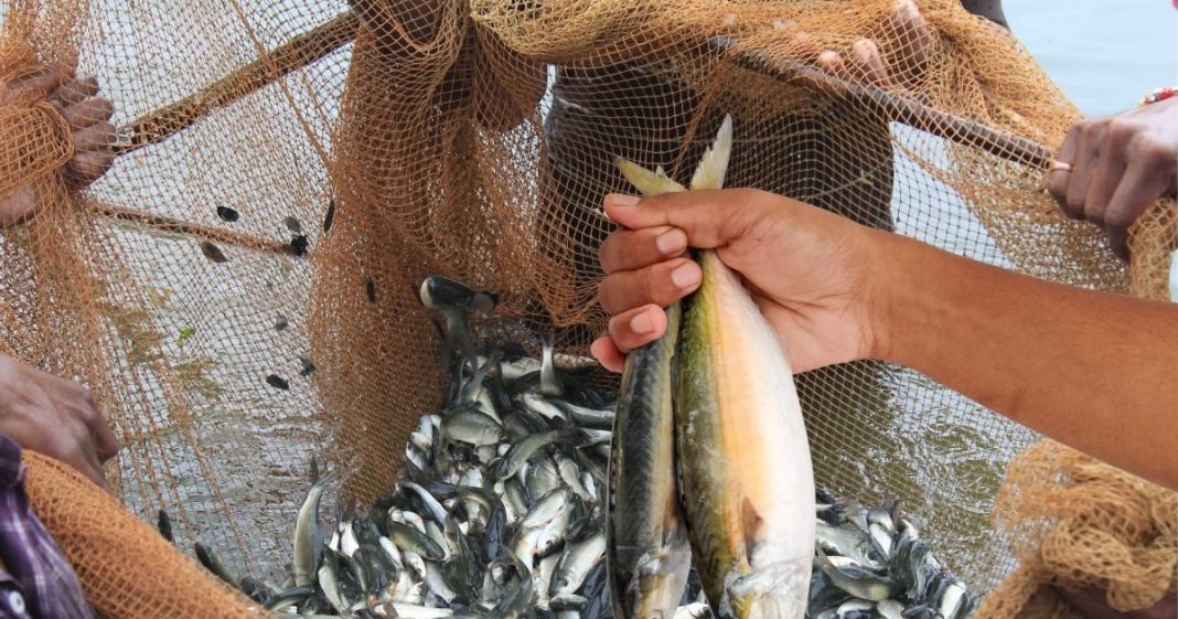 Healthiest fish to eat| भारत में मिलने वाली इन 6 हेल्थिएस्ट फिश कौन-सी हैं