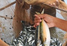 Healthiest fish to eat| भारत में मिलने वाली इन 6 हेल्थिएस्ट फिश कौन-सी हैं