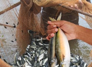 Healthiest fish to eat| भारत में मिलने वाली इन 6 हेल्थिएस्ट फिश कौन-सी हैं