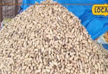 गली-गली बिक रही मूंगफली! ठंड में धौलपुर बना ग्राउंडनट का हॉटस्पॉट