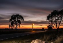 dead cow meaning astrology। रास्ते में मृत गाय का दिखना