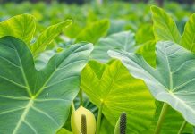 arbi health benefits, अरबी के फूल-पत्ते: पाचन, इम्यूनिटी और दिल के लिए फायदेमंद