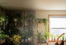 Plant Tips । पौधे रखने का सही तरीका