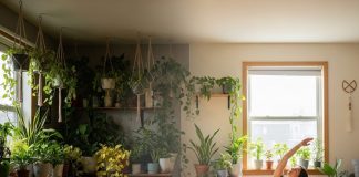 Plant Tips । पौधे रखने का सही तरीका