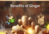 Benefits of Ginger : सर्दियों में 60 दिनों तक रोज अदरक का एक टुकड़ा चबाने के मिलते हैं ये 5 कमाल के फायदे!