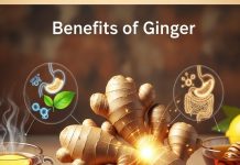 Benefits of Ginger : सर्दियों में 60 दिनों तक रोज अदरक का एक टुकड़ा चबाने के मिलते हैं ये 5 कमाल के फायदे!