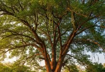 लकड़ी से ज्यादा ताकतवार हैं शीशम की पत्तियां, काजू-बादम भी इसके आगे फीके, जानें कितने रोगों में रामबाण – Uttar Pradesh News