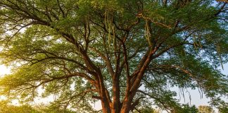 लकड़ी से ज्यादा ताकतवार हैं शीशम की पत्तियां, काजू-बादम भी इसके आगे फीके, जानें कितने रोगों में रामबाण – Uttar Pradesh News