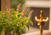rama and shyama tulsi plant direction। रामा-श्यामा तुलसी लगाने के नियम