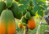 How to grow papaya at home। घर पर पपीते का पौधा कैसे लगाएं