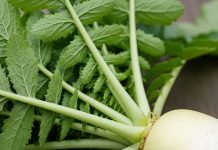 Radish leaves health benefits, मूली के पत्तों के जबरदस्त फायदे जानें, सेहत के लिए क्यों हैं जरूरी.