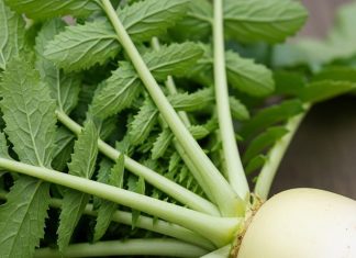 Radish leaves health benefits, मूली के पत्तों के जबरदस्त फायदे जानें, सेहत के लिए क्यों हैं जरूरी.