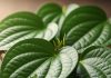 पान के पत्ते के औषधीय फायदे| can we eat betel leaf daily