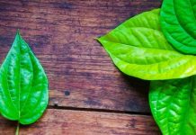 Betel Leaf Benefits : पान का पत्ता खाने से क्या होता है? खाली पेट खाएंगे तो आपको मिलेंगे ये शानदार फायदे!