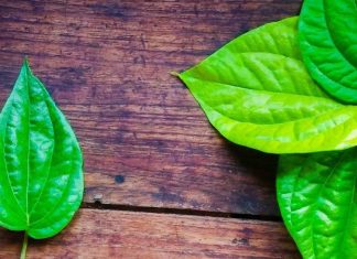 Betel Leaf Benefits : पान का पत्ता खाने से क्या होता है? खाली पेट खाएंगे तो आपको मिलेंगे ये शानदार फायदे!