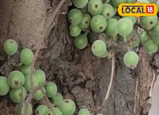 दिल, हड्डियों और पाचन के लिए फायदेमंद है अंजीर, जानिए कैसे करें सेवन – Bharat.one हिंदी