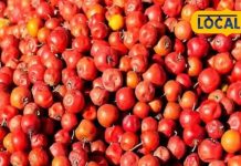 Health Benefits of Desi Ber: Why it is called the Apple of Rajasthan.