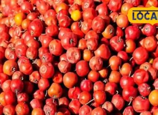 Health Benefits of Desi Ber: Why it is called the Apple of Rajasthan.