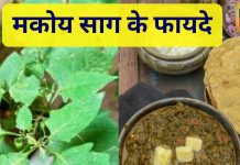 Makoy saag Health Benefits| सर्दियों में सेहत का देसी खजाना है मकोय का साग