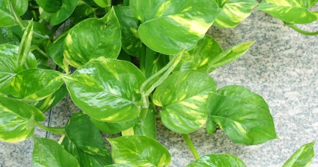 Money plant Vastu tips। मनी प्लांट वास्तु टिप्स