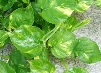 Money plant Vastu tips। मनी प्लांट वास्तु टिप्स