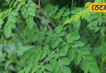 हेल्थ टिप्स : प्रकृति का अनमोल उपहार है ये पेड़, शरीर को बनाता है मजबूत! लिवर, किडनी के लिए रामबाण – Rajasthan News