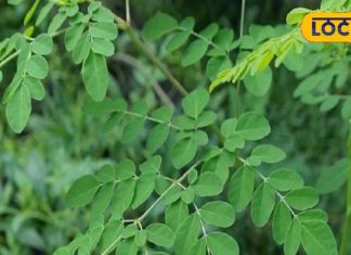 हेल्थ टिप्स : प्रकृति का अनमोल उपहार है ये पेड़, शरीर को बनाता है मजबूत! लिवर, किडनी के लिए रामबाण – Rajasthan News