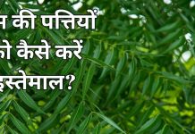 how to use neem leaves for health benefits: नीम के पत्तों के फायदे