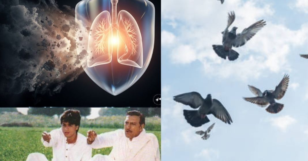 pigeon droppings feathers causing lung Diseases infection| कबूतरों से फैलने वाली बीमारियां और सेहत पर खतरा जानें पूरी जानकारी