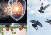pigeon droppings feathers causing lung Diseases infection| कबूतरों से फैलने वाली बीमारियां और सेहत पर खतरा जानें पूरी जानकारी