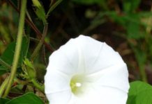 Shankhpushpi health benefits: शंखपुष्पी के आयुर्वेदिक फायदे