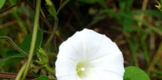 Shankhpushpi health benefits: शंखपुष्पी के आयुर्वेदिक फायदे