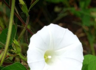 Shankhpushpi health benefits: शंखपुष्पी के आयुर्वेदिक फायदे